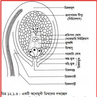 define plant breeding