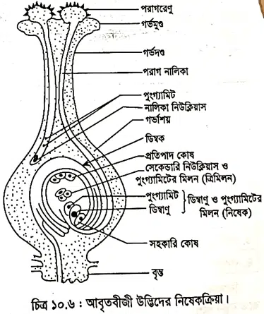 genetic basis of plant breeding