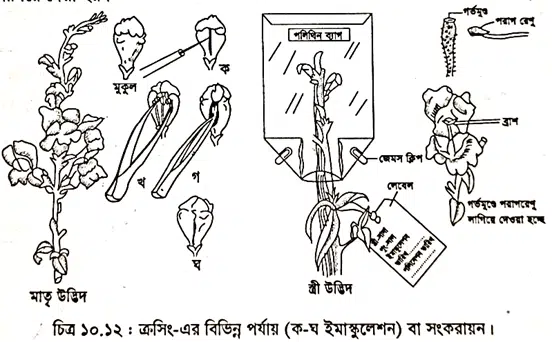 Plant Breeding (উদ্ভিদ প্রজনন)