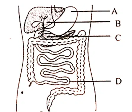 মানব শরীরতত্ত্বঃ পরিপাক ও শোষণ