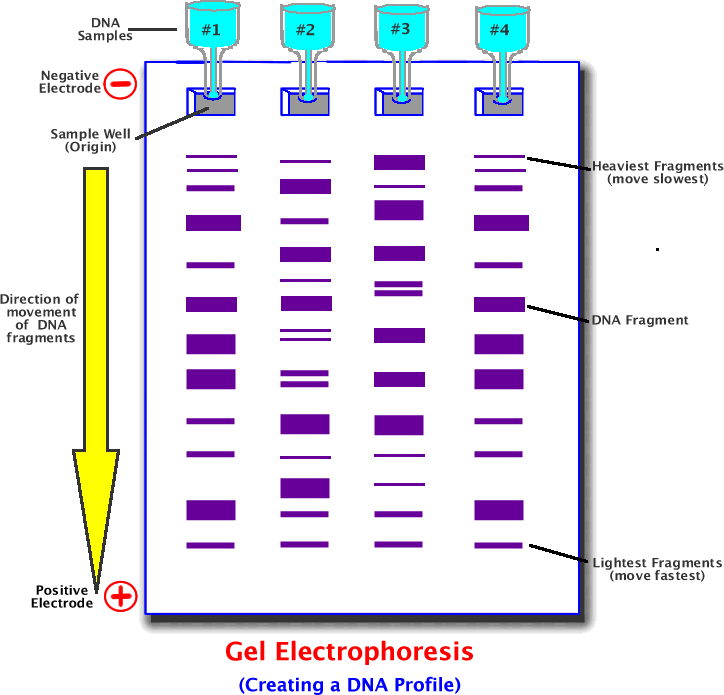 Molecular Biology Practical For Honours Fourth Year