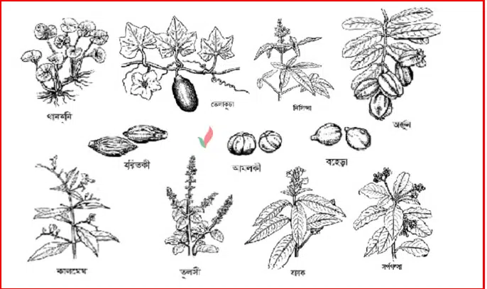 Pharmacognosy Practical │ভেষজ বিজ্ঞান ব্যবহারিক