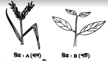 এইচএসসি জীববিজ্ঞান ১মপত্র সৃজনশীল বোর্ড প্রশ্ন ২০১৭