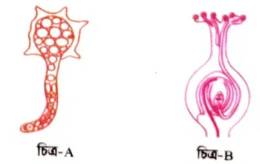 জীববিজ্ঞান বোর্ড প্রশ্ন ২০২১ ║ HSC Botany Board Question 2021 ║ বোটানি সাজেসান্স ║ জীববিজ্ঞান সাজেসান্স ║ Botany Board Question