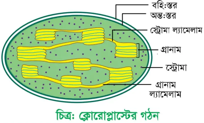 কোষ ও এর গঠন সৃজনশীল প্রশ্ন ও উত্তর