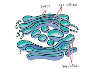 কোষ ও এর গঠন সৃজনশীল প্রশ্ন ও উত্তর