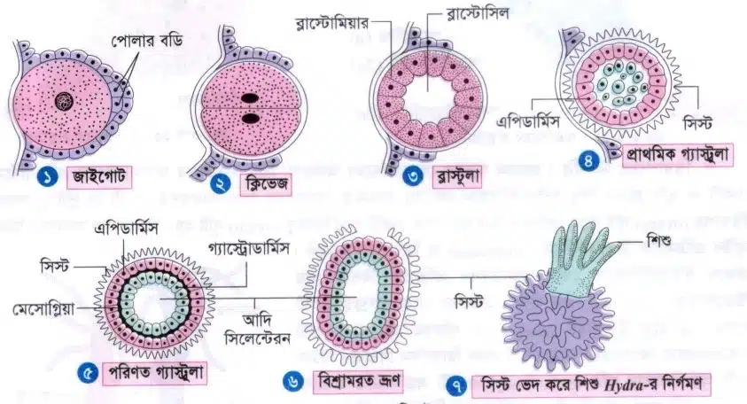 Hydra-র জনন (Reproduction of Hydra)