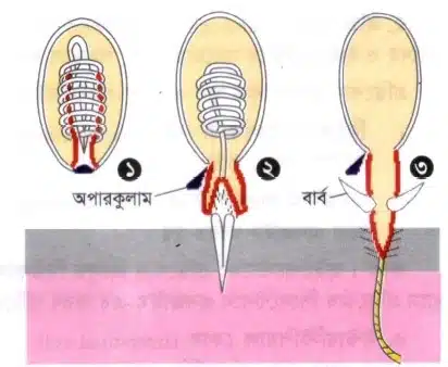 নেমাটোসিস্টের সূত্রক নিক্ষেপের কৌশল (Mechanism of Discharge of Nematocyst-thread)