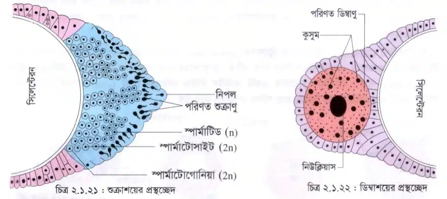 Hydra-র জনন (Reproduction of Hydra)