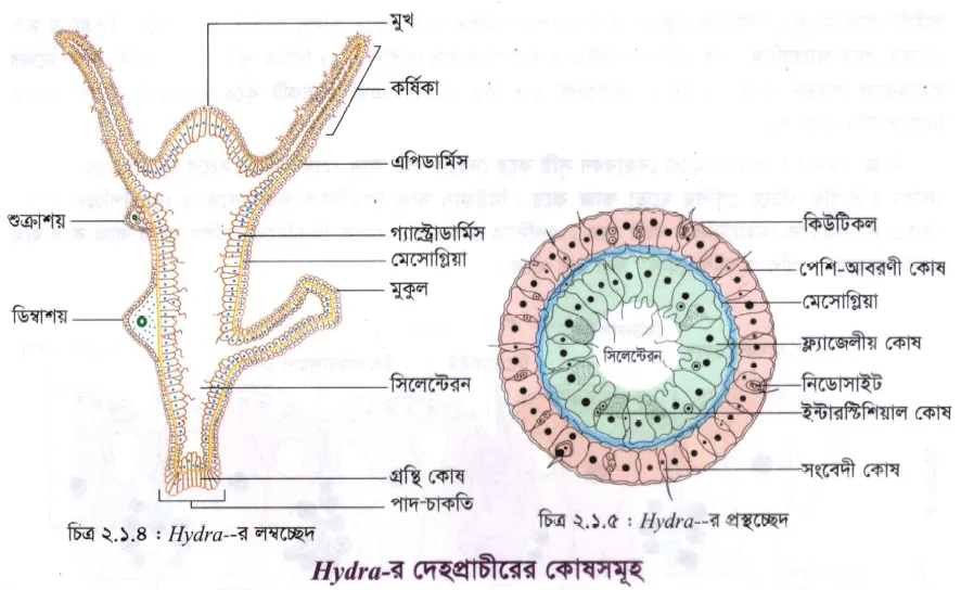 Hydra -র অন্তর্গঠন (Internal Structure of Hydra)