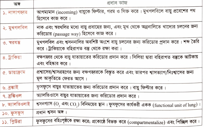 মানব শারীরতত্ত্বঃ শ্বসন ও শ্বাসক্রিয়া(অ্যালভিওলাস এর গঠন) / শ্বাস পেশি (Respiratory Muscles) / শ্বসনতন্ত্রের কাজ