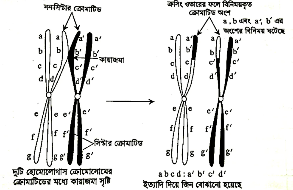 ক্রসিং ওভার (Crossing over) 